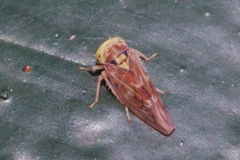 Tremulicerus vitreus
