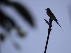 Merops philippinus