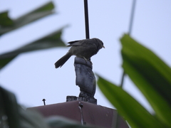 Argya affinis