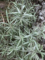 Helichrysum chrysargyrum