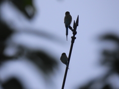 Merops philippinus