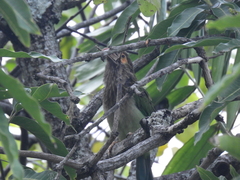 Psilopogon zeylanicus
