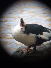 Cairina moschata domestica