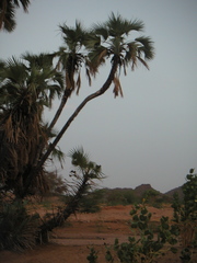 Hyphaene thebaica