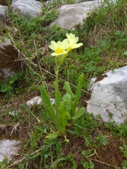 Primula elatior