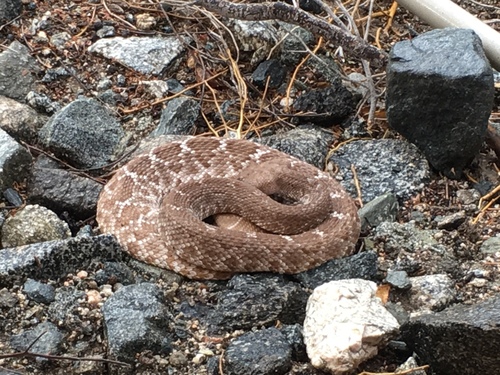 iNaturalist observation photo of Red Diamond Rattlesnake