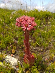 Sempervivum marmoreum