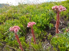 Sempervivum marmoreum