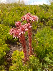 Sempervivum marmoreum