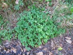 Potentilla centigrana