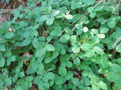 Potentilla centigrana