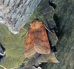 Agrochola pistacinoides