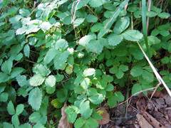 Potentilla centigrana