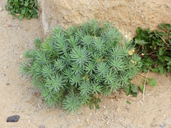 Euphorbia glauca
