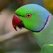 Old World Parrots - Photo (c) VarmaX, some rights reserved (CC BY-NC-SA), uploaded by VarmaX