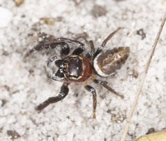 Opisthoncus parcedentatus
