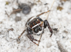 Opisthoncus parcedentatus