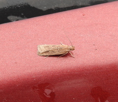 Helcystogramma triannulella