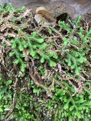 Selaginella mittenii