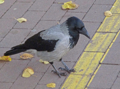 Corvus cornix