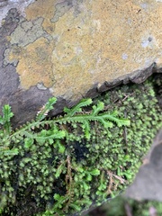 Selaginella mittenii