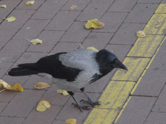Corvus cornix