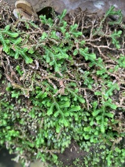 Selaginella mittenii