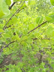 Afrocanthium gilfillanii