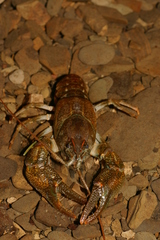 Austropotamobius torrentium