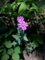 Epilobium glaberrimum