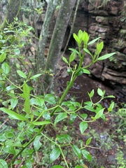Cassinopsis ilicifolia