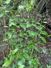 Cassinopsis ilicifolia