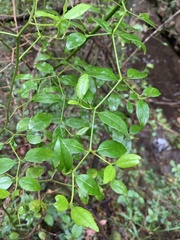 Cassinopsis ilicifolia