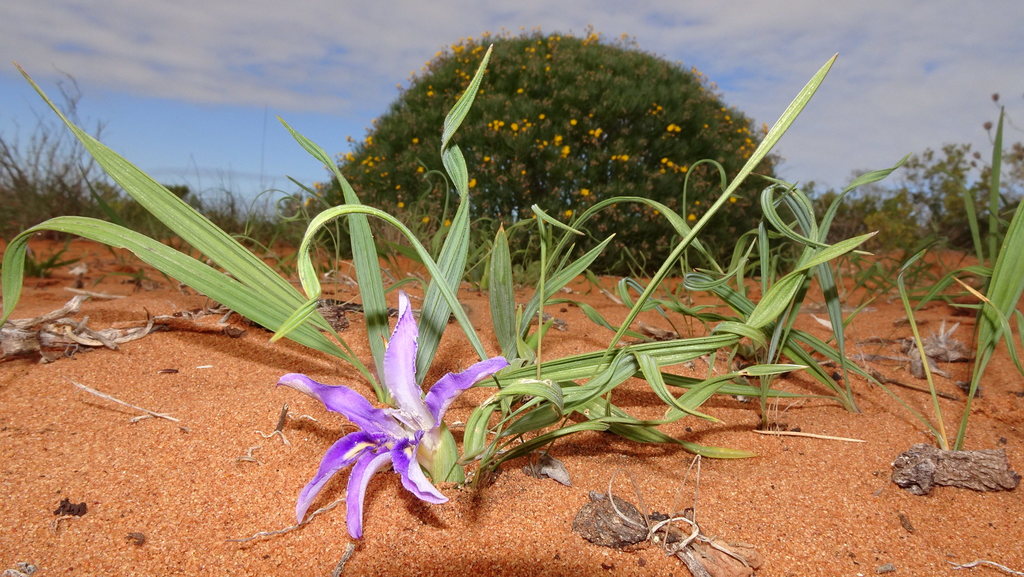 Babiana grandiflora, South Africa