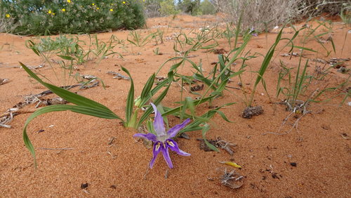 Image of Babiana grandiflora by (c) Paul Emms, some rights reserved (CC BY-SA)