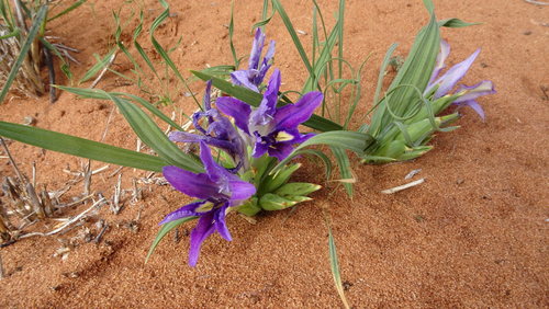 Image of Babiana grandiflora by (c) Paul Emms, some rights reserved (CC BY-SA)