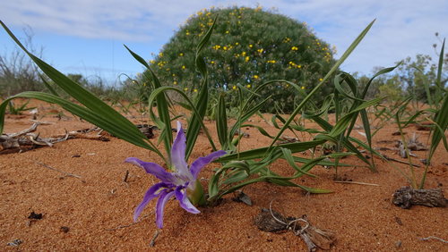 Image of Babiana grandiflora by (c) Paul Emms, some rights reserved (CC BY-SA)