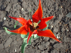 Tulipa