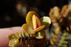 Pimelea traversii traversii