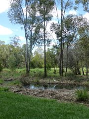 Ardea intermedia plumifera