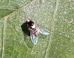 Acletoxenus formosus