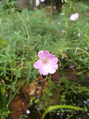 Geranium incanum
