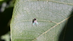 Acletoxenus formosus