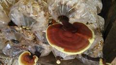 Ganoderma sichuanense