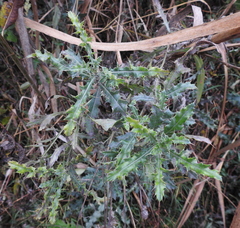 Cirsium arvense arvense