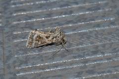 Thysanoplusia daubei