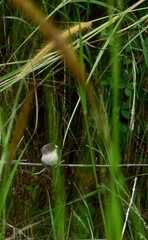 Estrildidae
