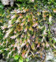 Orthothecium rufescens