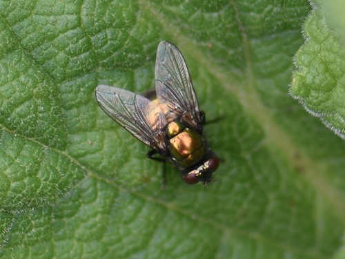 Small False Greenbottle, Groesbeek, Nederland, photo 8 of 10