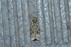 Thysanoplusia daubei